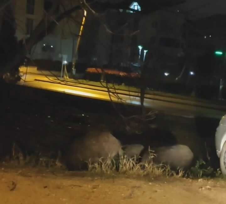 Bursa’da domuzlar şehir merkezinde yiyecek aradı Bursa’da aç kalan domuz sürüsü, şehir merkezine inerek yiyecek aradı.
