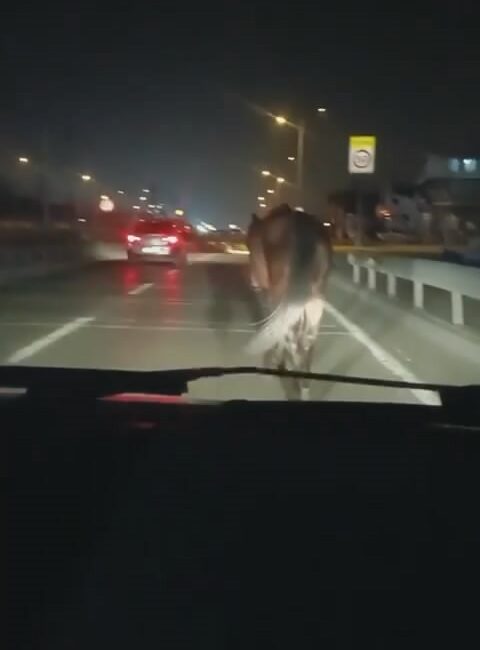 Bursa’da başıboş atlar her yerde Bursa’da başıboş olarak gezen 4 at, yola çıkarak kazaya davetiye