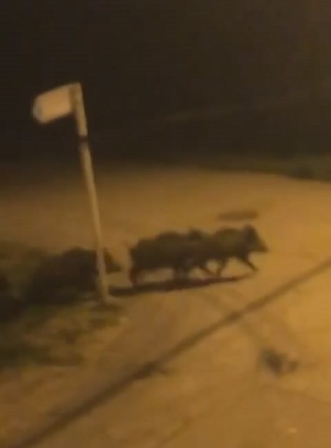 Bursa’da domuz sürüsü şehir merkezine indi Bursa’da aç kalan domuz sürüsü şehir merkezine indi.