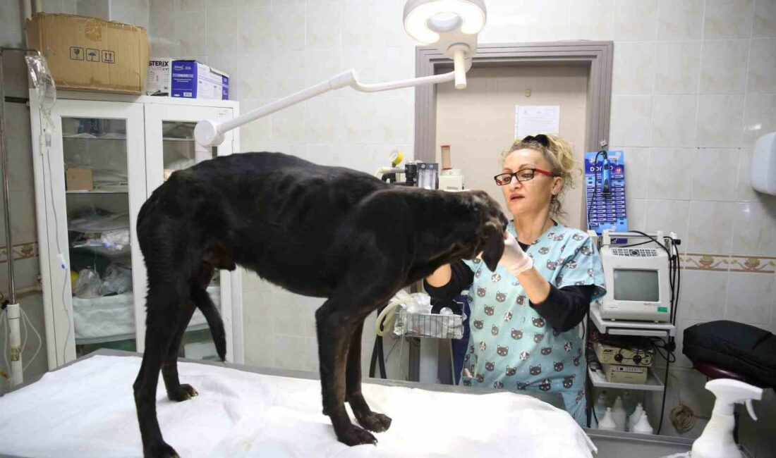 ‘Cingöz’ artık göremeyecek BURSA’DA YAKLAŞIK 3 HAFTA ÖNCE KİŞİ YA DA KİŞİLERCE GÖZLERİ