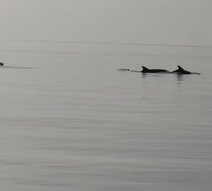 Bursa’nın Gemlik ilçesi Narlı sahilinde ortaya çıkan yunuslar görsel şölen