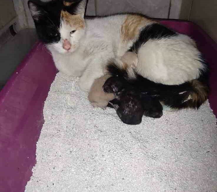 Kedi, İnegöl Devlet Hastanesi’nde doğum yaptı BURSA'NIN İNEGÖL İLÇESİNDE DOĞUM ZAMANI GELEN KEDİ, HASTANENİN DOĞUMHANE MERDİVENLERİNDE