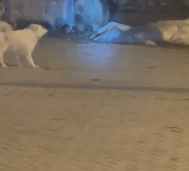 AÇ KALAN KAYI ULUDAĞ’DAKİ OTELLER BÖLGESİNE İNDİ