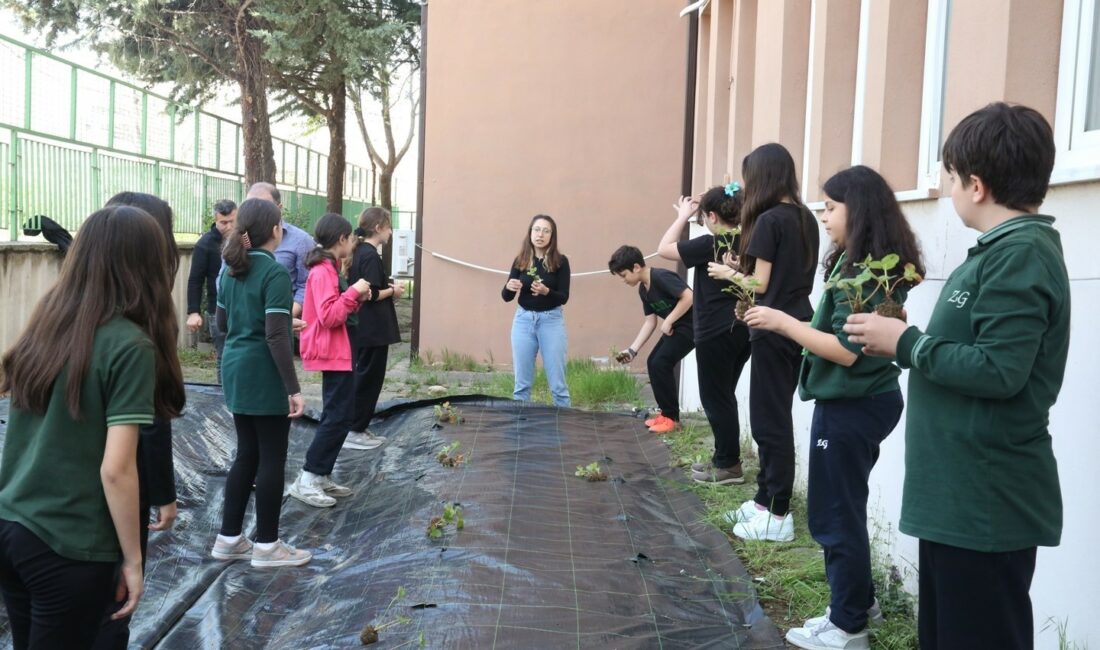 Öğrenciler, çilek ve marul dikerek tarımla tanıştı ZEKAİ GÜMÜŞDİŞ ORTAOKULU ÖĞRENCİLERİ, NİLÜFER BELEDİYESİ TARAFINDAN GETİRİLEN ÇİLEK VE