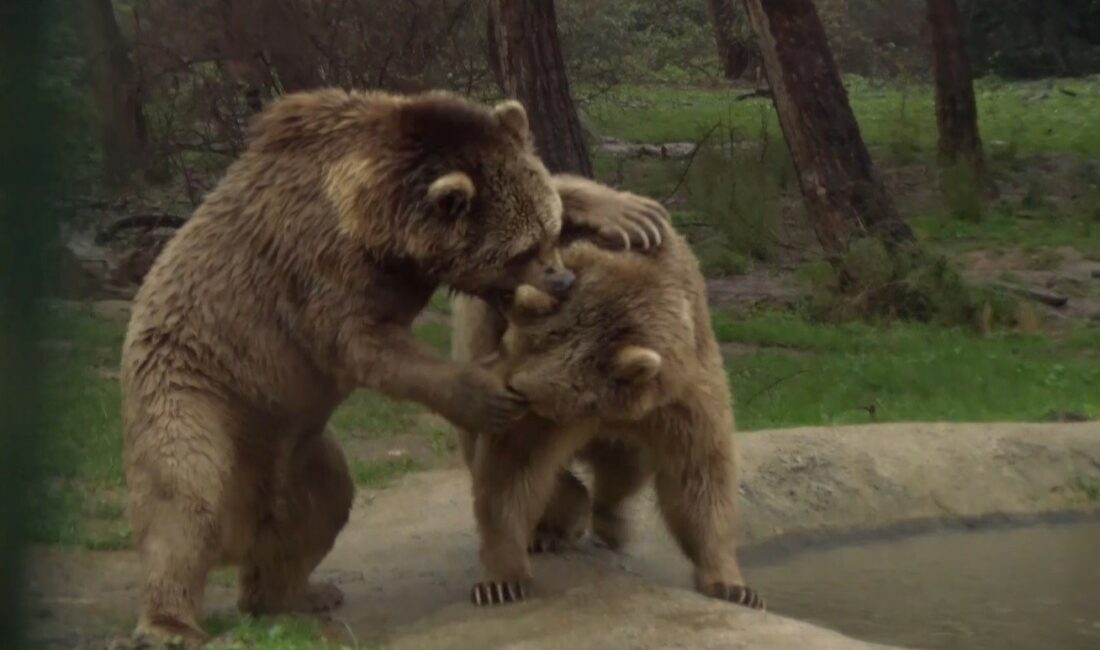 Bursa’da ayılar kış uykusundan uyandı Dünya Uyku Günü’nde kış uykusundan uyanan ayılar önce güreşip ardından