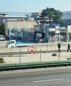 Bursa’da sahibinden kaçan horoz metro raylarına çıktı Bursa’da sahibinin elinden kaçan horoz, bir anda metro raylarına girdi.