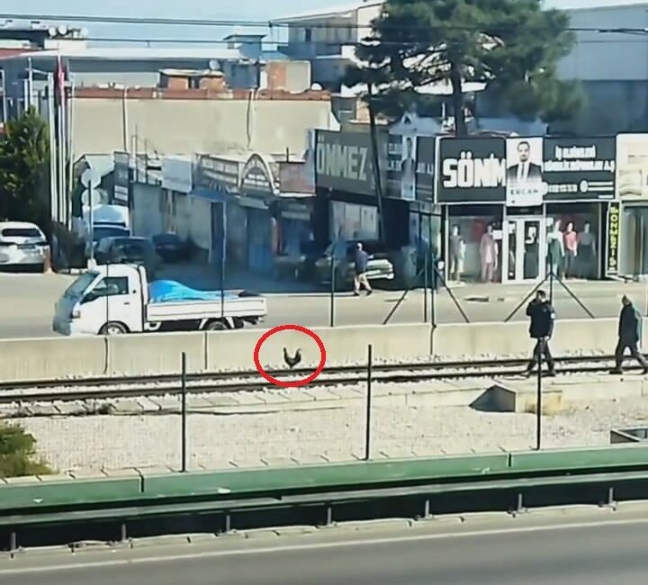 Bursa’da sahibinden kaçan horoz metro raylarına çıktı Bursa’da sahibinin elinden kaçan horoz, bir anda metro raylarına girdi.