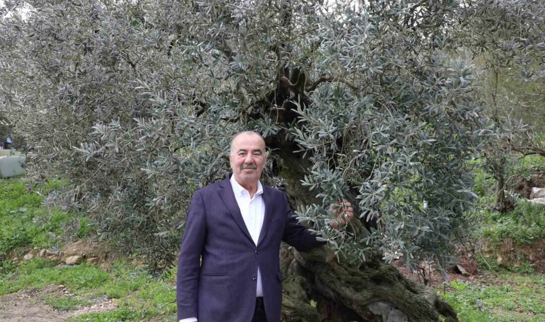 Tirilye zeytini için coğrafi işaret başvurusu YÜZYILLAR BOYUNCA YEREL HALKIN GEÇİM KAYNAĞININ BÜYÜK BİR KISMINI OLUŞTURAN,