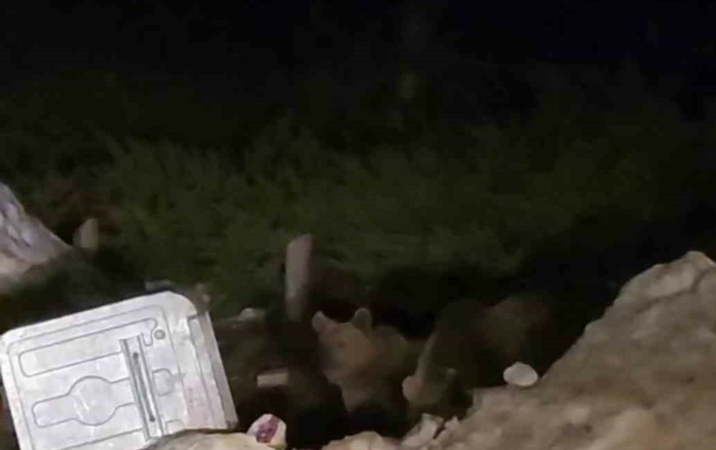 Uludağ’da aç kalan ayılar çöp konteynerlerinde yemek aradı ULUDAĞ'DA AÇ KALAN AYILAR, ÇÖP KONTEYNERLERİNDE YEMEK ARARKEN TATİLCİLER DURUMU