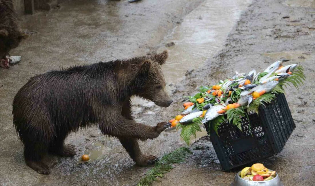 Bursa’da yavru ayılara doğum günü sürprizi Bursa’da tedavi altına alınan 5 yavru ayı için 1. doğum
