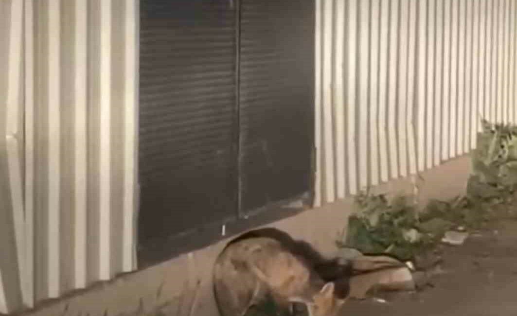 Aç kalan tilki ilçe merkezine indi YAŞAM ALANI OLAN ORMANDAN İNEGÖL'ÜN MERKEZİNE İNEN TİLKİ, YİYECEK ARARKEN