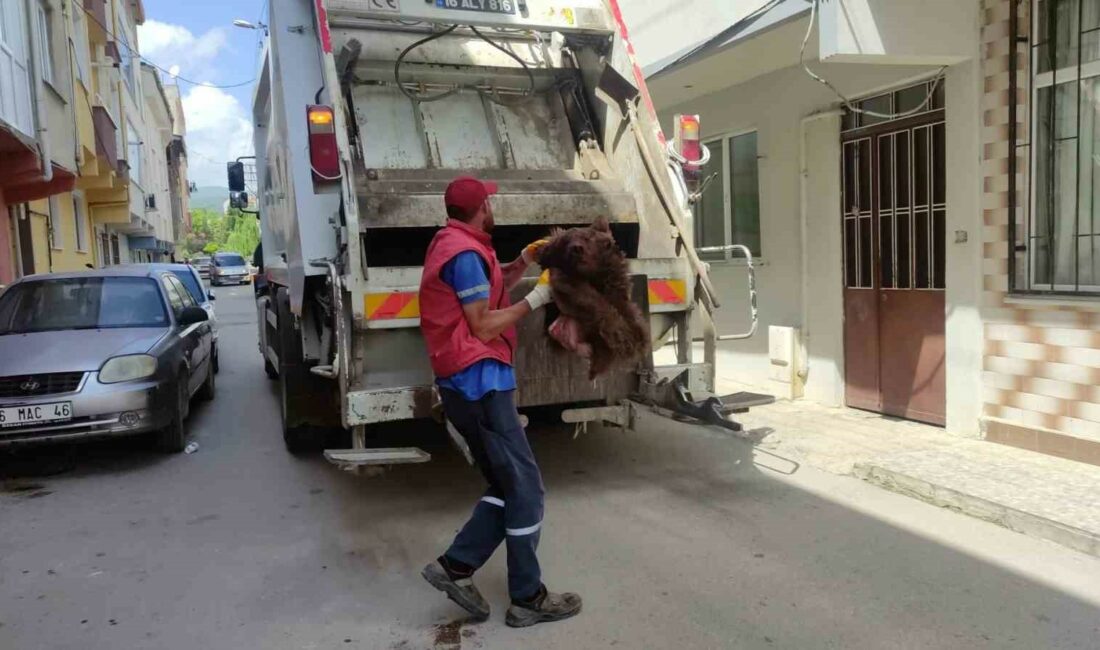 ORHANGAZİ’DE TEMİZLİK GÖREVLİLERİ MURADİYE MAHALLESİNDEKİ BİR ÇÖP KONTEYNIRINI BOŞALTMAK İÇİN