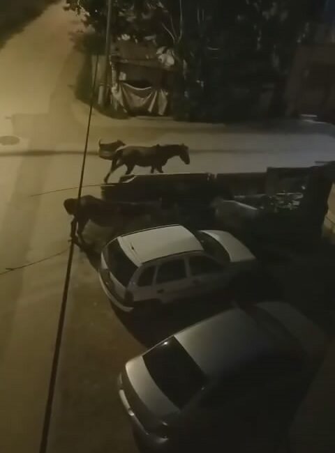 Bursa’da sokaklar gündüz insanlara, gece atlara kalıyor BURSA'DA BİR GRUP BAŞI BOŞ AT, SOKAK ARALARINDA CİRİT ATTI.