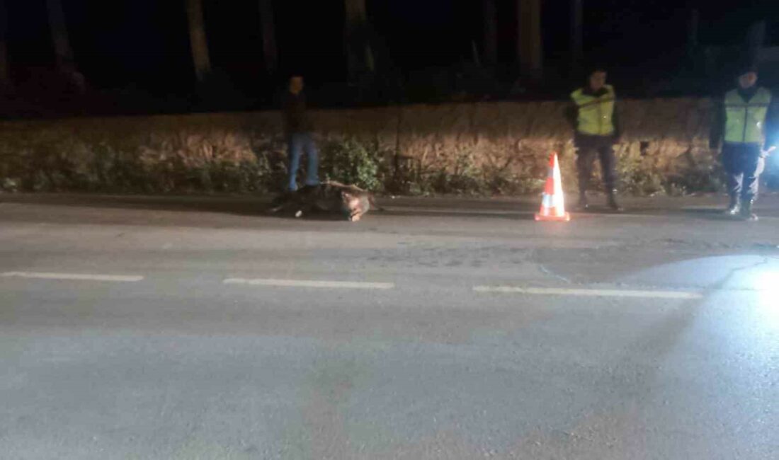 Bursa’da tır domuza çarptı BURSA'NIN İZNİK İLÇESİ BOYALICA MAHALLESİ MEZARLIK İÇİNDE MEYDANA GELEN TRAFİK