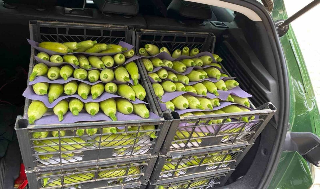 BURSA’NIN İZNİK İLÇESİ BOYALICA MAHALLESİ’NDE MEVSİM İLK KABAKLARININ KİLOSU 15