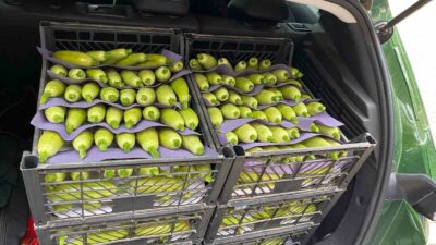 BURSA’NIN İZNİK İLÇESİ BOYALICA MAHALLESİ’NDE MEVSİM İLK KABAKLARININ KİLOSU 15