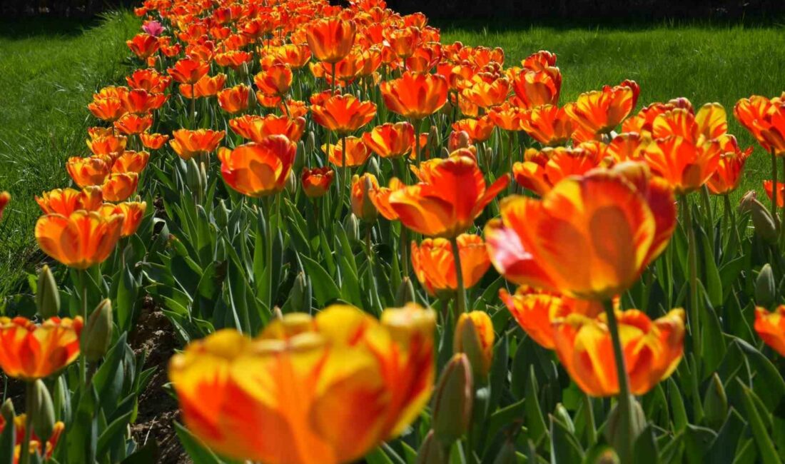 İlkbaharın gelmesiyle birlikte Bursa'nın parkları çiçek açtı.