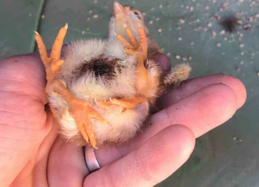 BURSA'NIN İNEGÖL İLÇESİNDE DÜNYAYA GELEN 4 BACAKLI CİVCİV GÖRENLERİ HAYRETE