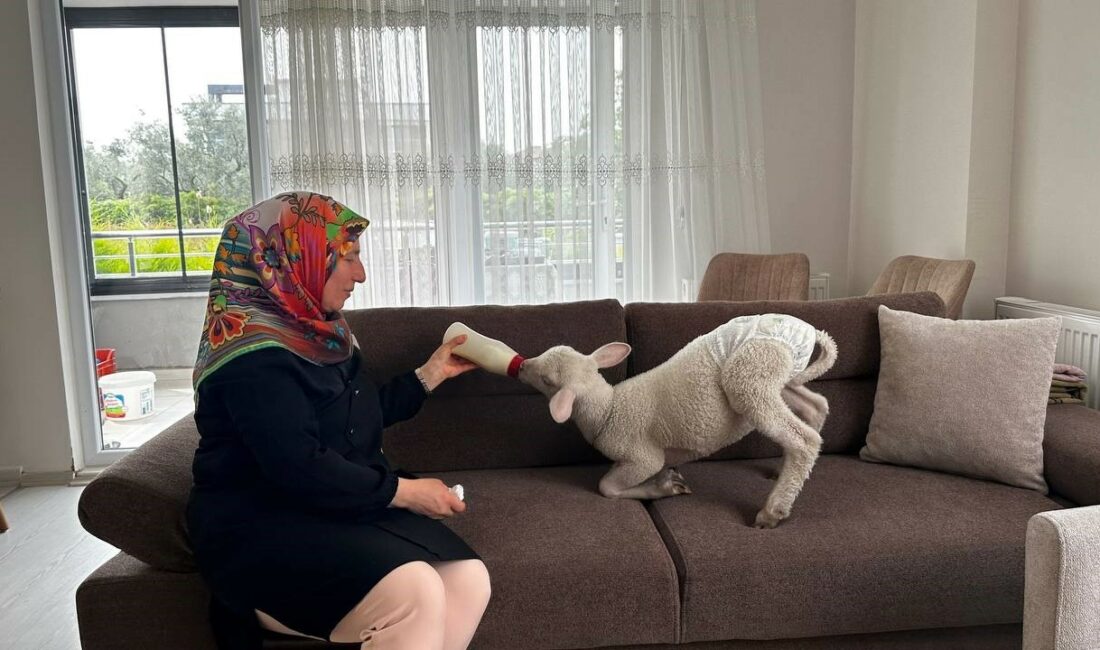 Bursa’da evlerine aldıkları kuzuya bebek gibi bakıyorlar Bursa’nın İznik ilçesinde doğumda annesi ölen kuzu, Karanfil ailesinin elinde