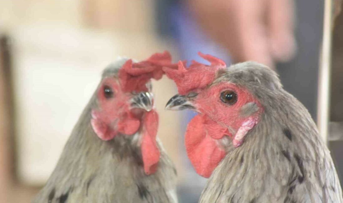 Görenler şaşırdı: Tavuk mu horoz mu BURSA'NIN İNEGÖL İLÇESİNDE MOBİLYA FABRİKASI SAHİBİNİN HOBİ OLARAK BESLEDİĞİ YARI