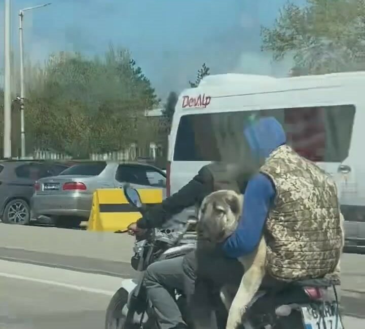 Bursa’da kangalı motosikletle taşıdılar Bursa'da 2 kişi, kangal cinsi köpeği motosikletle taşıyarak trafikte ilerledi.