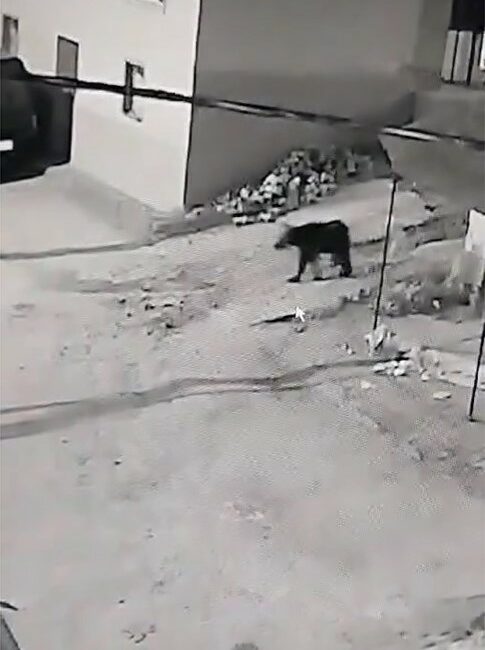 Bursa’da kış uykusundan uyanan ayı köye indi Bursa’nın İznik ilçesinde, kış uykusundan uyanan ayı köye indi.