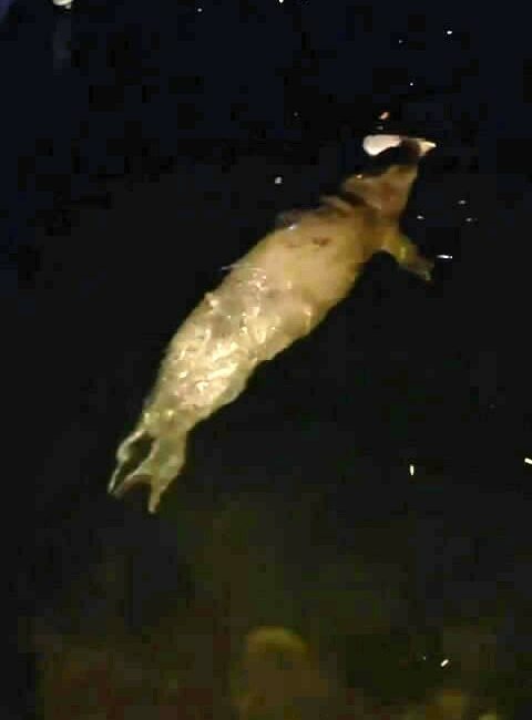 BURSA’NIN MUDANYA İLÇESİNDE DENİZDE FOK BALIĞI GÖRÜLDÜ. FOK BALIĞINI GÖREN