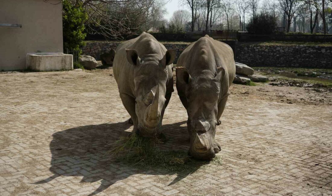 Nesli tehlike altında olan beyaz gergedanlar NESLİ TEHLİKE ALTINDA OLAN BEYAZ GERGEDANLAR BURSA HAYVANAT BAHÇESİNDE GÖRÜLEBİLİYOR.