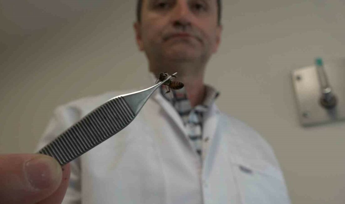 Bursa’da arı iğnesiyle tedavi uyguluyor Bursa’da arı iğnesi yoluyla tedavi edilen hastalar, 5 bin yıllık