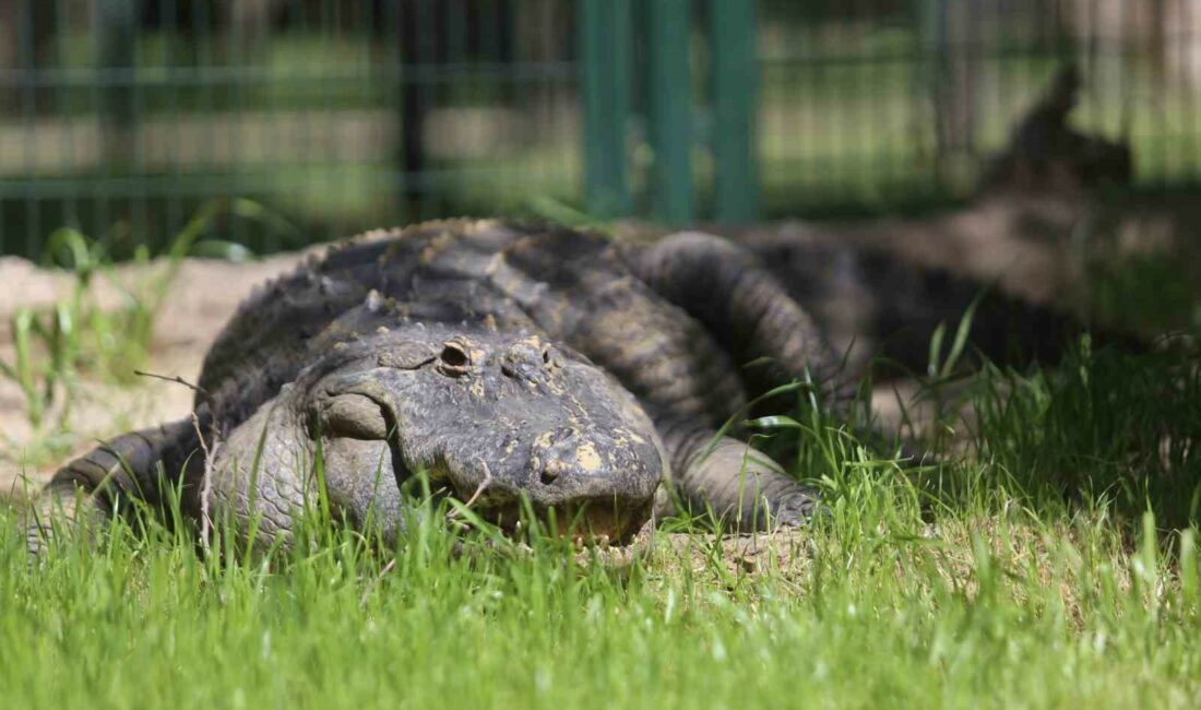 Bursa Hayvanat Bahçesi’nin yeni üyesi Bursaspor’un maskotu oldu Bursa Hayvanat Bahçesi’nin yeni misafiri 30 yaşındaki Amerikan cinsi bir