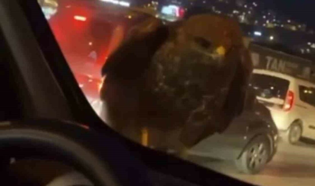 Bursa’da seyir halindeki otomobile şahin kondu BURSA’DA SEYİR HALİNDEKİ OTOMOBİLE ŞAHİN İNDİ.