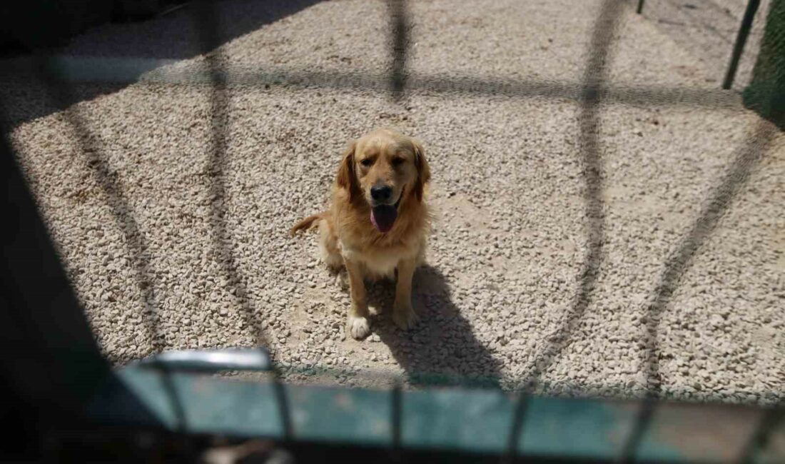 (ÖZEL) Hevesle alınıp bakımı zor gelince terk edilen cins köpekler yuva arıyor BURSA’DA BİR DÖNEM HEVESLE HEDİYE OLARAK ALINIP KADERİNE TERK EDİLEN