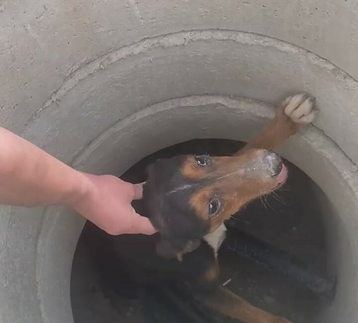 Bursa’da rögara düşen köpek kurtarıldı Bursa’da rögar giderinden ses geldiğini duyan vatandaş, içeride mahsur kalan