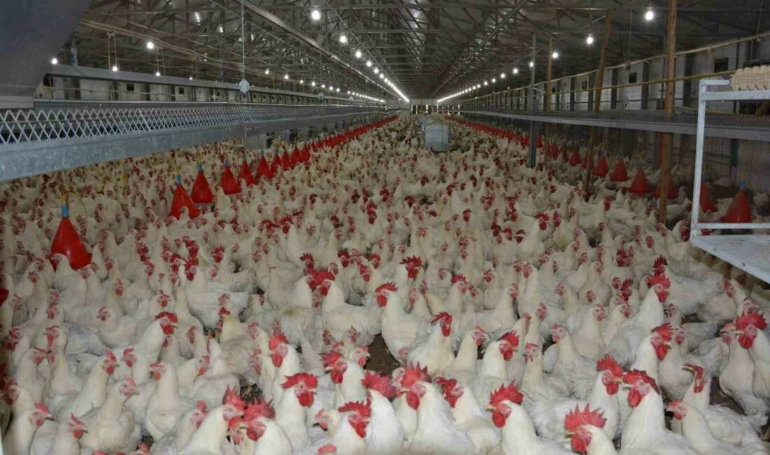 Uzmanı konuştu: “Tavuk fiyatlarına yüzde 200 zam haberleri asılsız” HASTAVUK YÖNETİM KURULU BAŞKANI VE İSTANBUL SU ÜRÜNLERİ VE HAYVANSAL