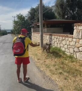 Bursa’da bir kişi domuzu bisküvi ile besledi Bursa'da bir kişi, sokakta yiyecek arayan domuzu bisküvi ile besledi.