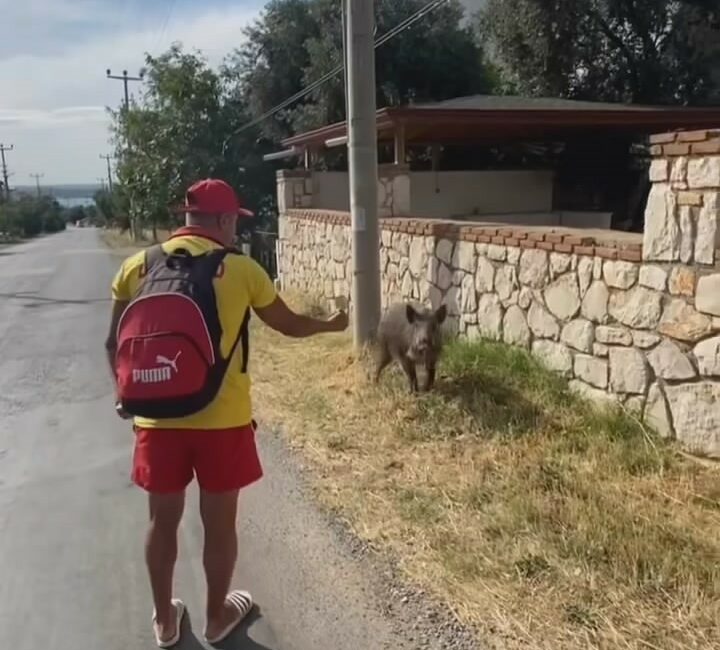 Bursa'da bir kişi, sokakta yiyecek arayan domuzu bisküvi ile besledi.