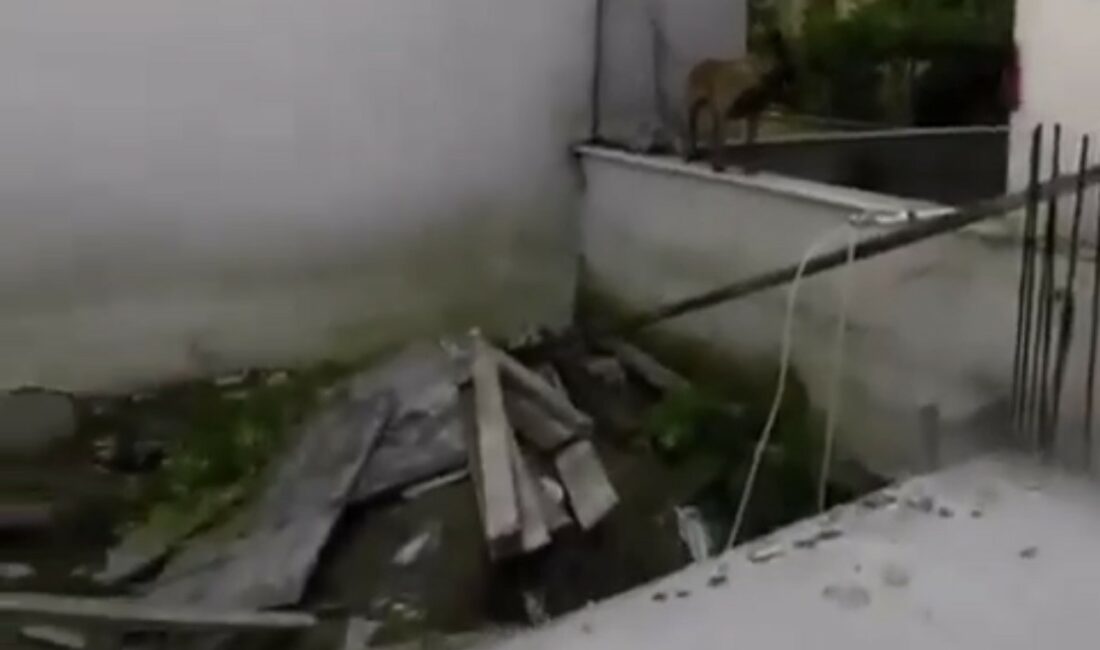 Bursa’da 3 çocuğu ısıran köpeklere polisin müdahalesi kamerada BURSA’DA 3 ÇOCUĞU ISIRAN KÖPEĞE POLİSİN MÜDAHALESİ YAKA KAMERASINDA