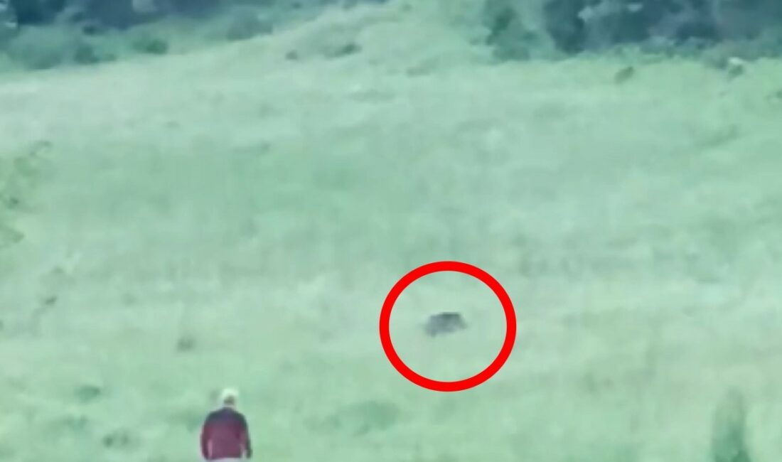 BURSA'DA AÇ KALAN DOMUZ SÜRÜSÜ ŞEHİR MERKEZİNE İNERKEN GÖREN VATANDAŞLAR