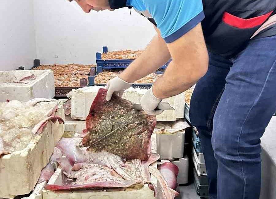 Bursa’da kaçak avcılara geçit yok BURSA’NIN KARACABEY İLÇESİNDE YAPILAN DENETİMDE 1 TON VATOZ BALIĞINA (RAJA