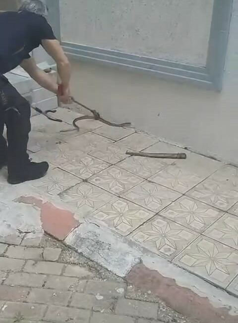 Bursa’da site bahçesinde yılan paniği BURSA’DA BİR SİTENİN BAHÇESİNE GİREN YILAN, SİTE SAKİNLERİNE PANİK YAŞATTI.