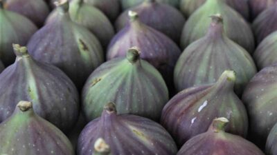 ULUDAĞ YAŞ MEYVE SEBZE İHRACATÇILARI BİRLİĞİ (UYMSİB) İLE T.C. TOKYO