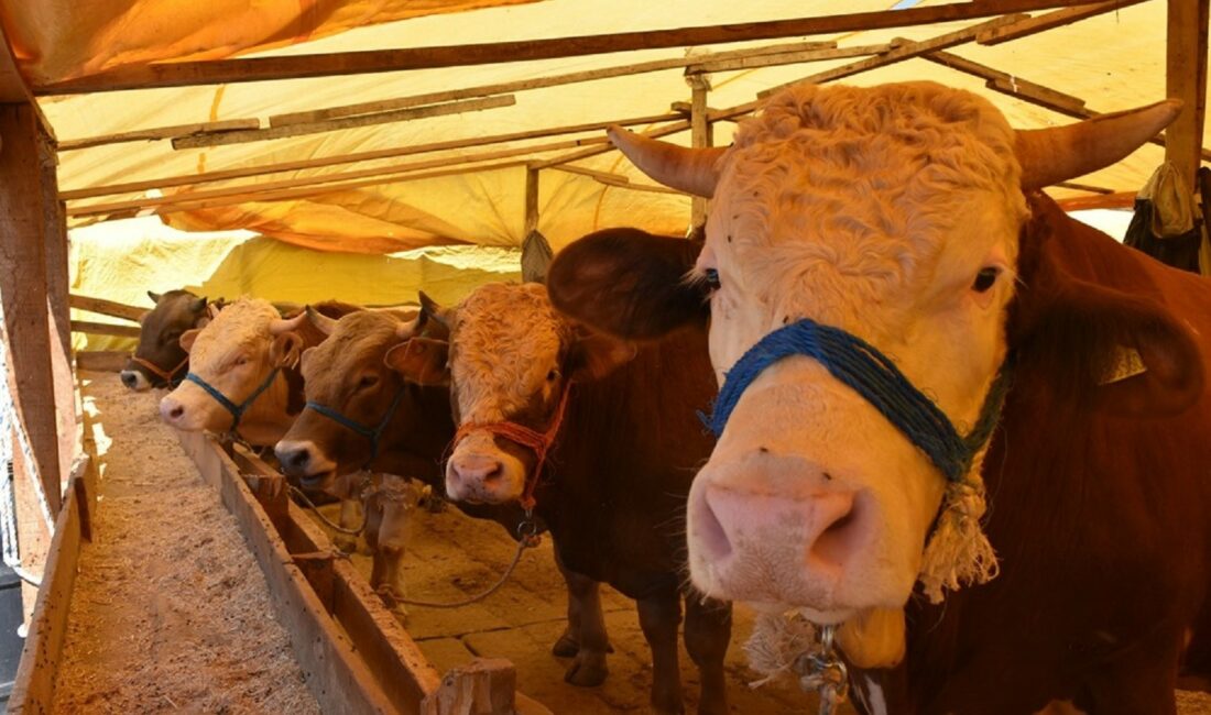 KURBAN BAYRAMI ÖNCESİ GEMLİK'TE ÇEVRE TEMİZLİĞİ SAĞLANMASI VE İSTENMEYEN GÖRÜNTÜLERİN