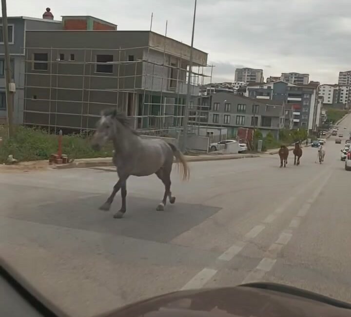 Bursa’da, başıboş atlar caddede dörtnala koştu GÖREN GÖZLERİNE İNANAMADI BAŞIBOŞ ATLAR CADDE ÜZERİNDE DÖRTNALA KOŞTU