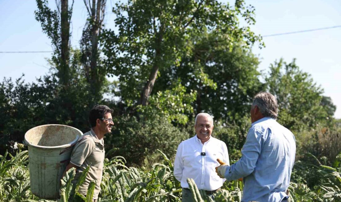 Hasanağa’lı enginar üreticilerine kooperatifleşme çağrısı NİLÜFER BELEDİYESİ’NİN GİRİŞİMLERİYLE COĞRAFİ İŞARET TESCİLİ ALAN HASANAĞA ENGİNARINDA HASAT