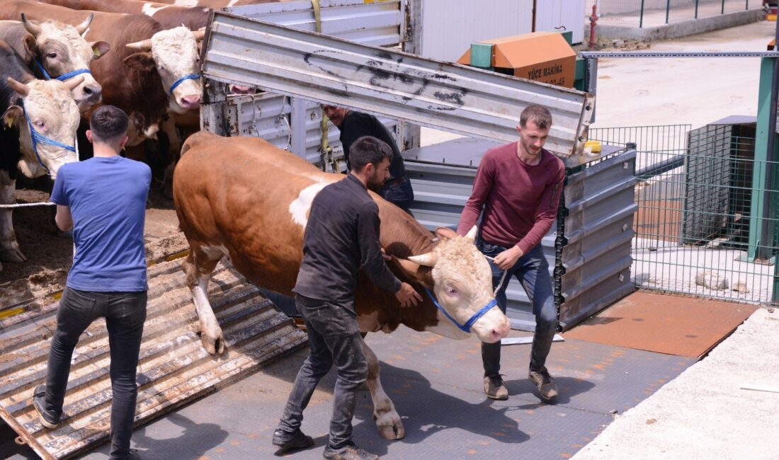 Bursa’ya kurbanlıklar gelmeye başladı KURBAN BAYRAMI ÖNCESİ İNEGÖL BELEDİYESİ HAYVAN PAZARININ KAPILARI AÇILDI. İNEGÖL’E