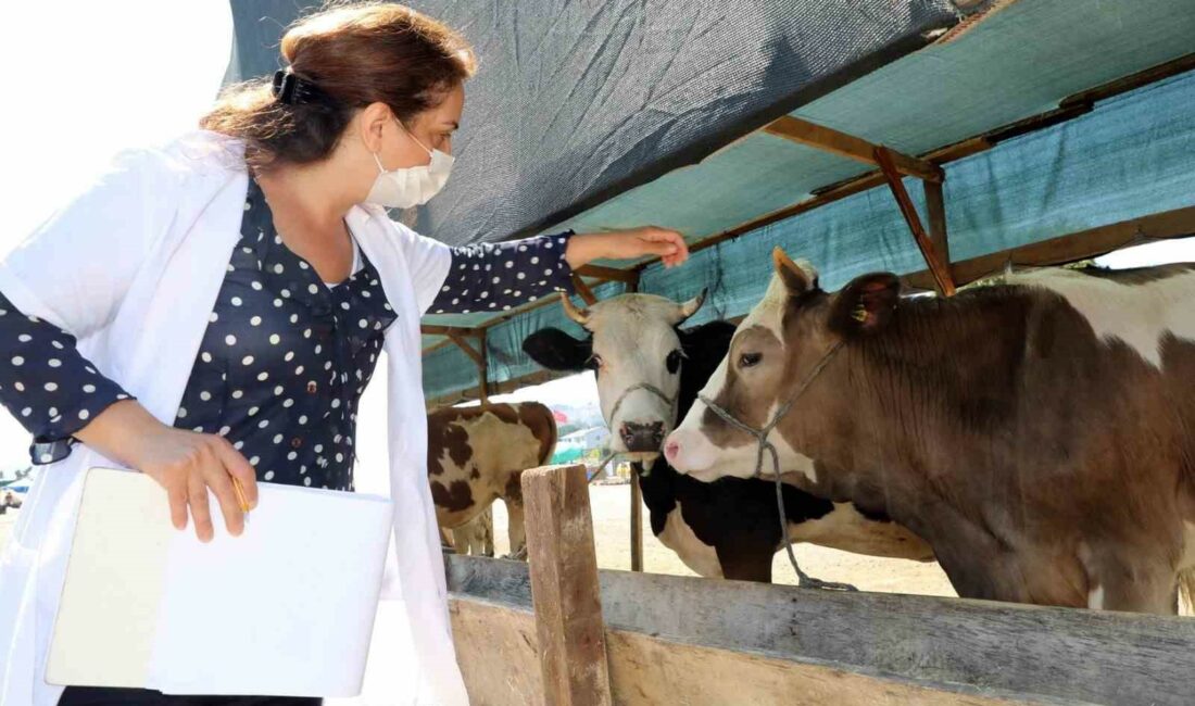 Mudanya’da hayvan pazarı yer değişikliği MUDANYA'DA HER YIL DEMİRHANE DOLGU ALANINDA KURULAN KURBAN PAZARI, BU