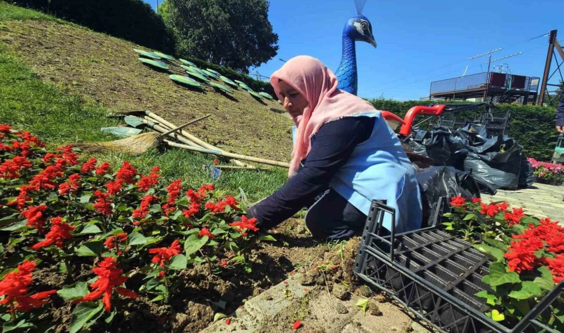 OSMANGAZİ BELEDİYESİ, YAZ AYLARINDA 338 BİN ÇİÇEĞİ TOPRAKLA BULUŞTURARAK İLÇENİN