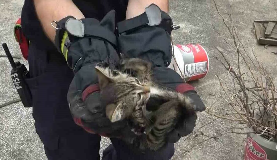 Bursa’da çatıda mahsur kalan kedi kurtarıldı Bursa’da bir evin çatısında mahsur kalan yavru kedilerin imdadına itfaiye