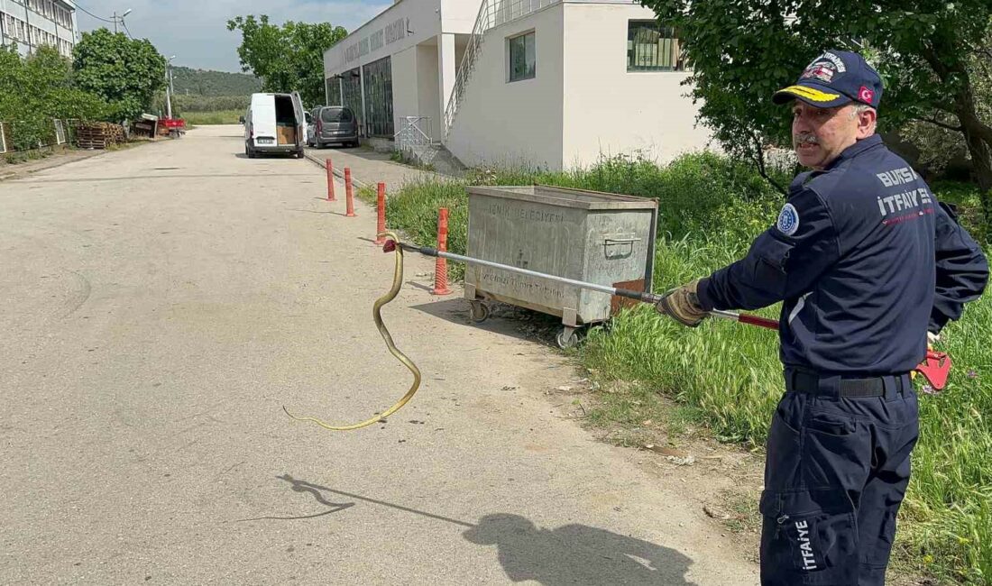 Bursa’da polis aracına giren yılanı itfaiye ekibi çıkardı BURSA'NIN İZNİK İLÇESİNDE TRAFİK EKİBİNE AİT POLİS ARACININ İÇİNE GİREN
