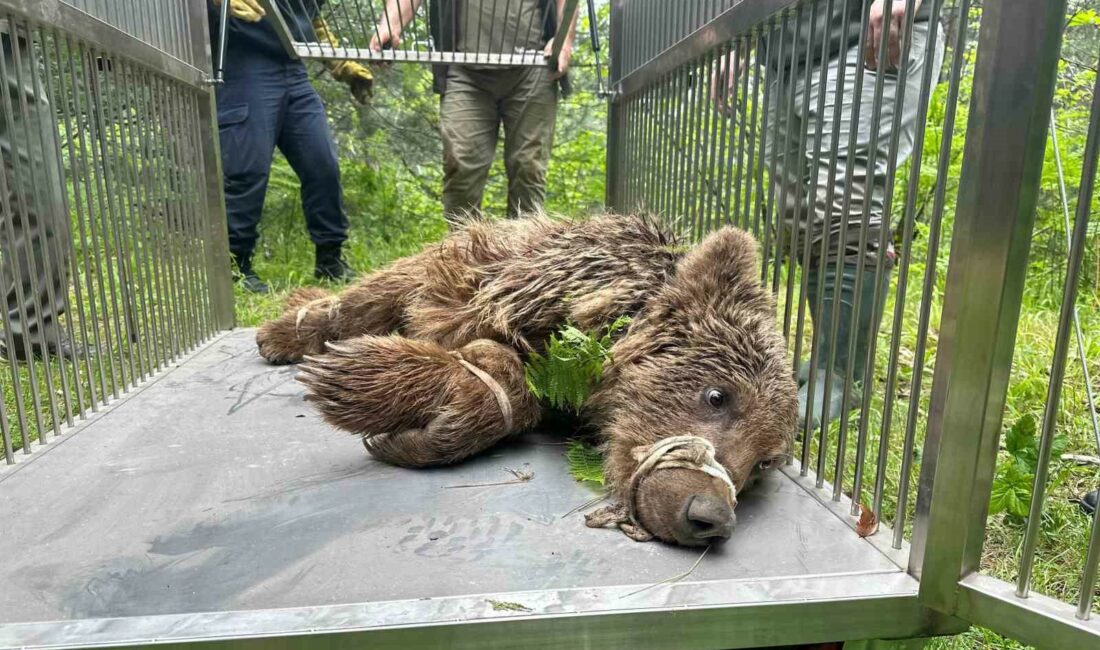 ursa-Uludağ yolunda araba çarpması sonrası yaralanıp mahsur kaldığı dere yatağından